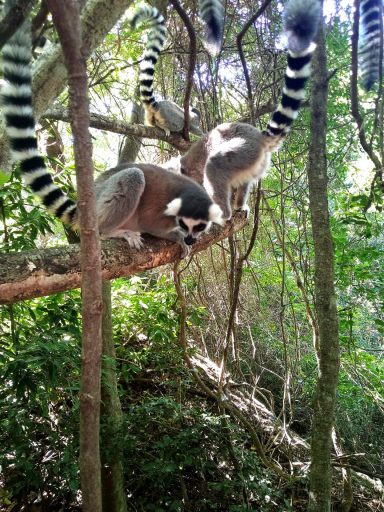 Deux lémuriens assis sur une branche dans une forêt dense.
