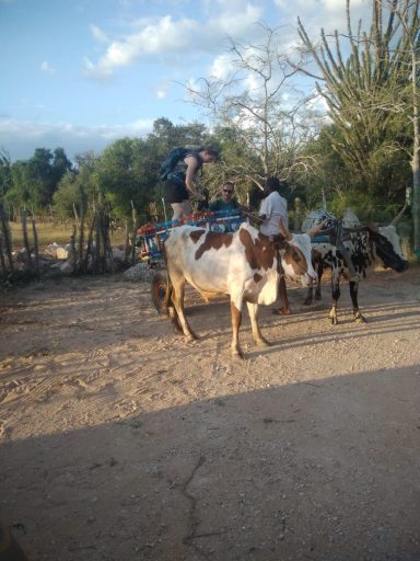 Deux hommes avec des bœufs sur un chemin rural au milieu de la nature.