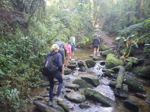 Groupe de randonneurs traversant un ruisseau sur des rochers dans une forêt verdoyante.