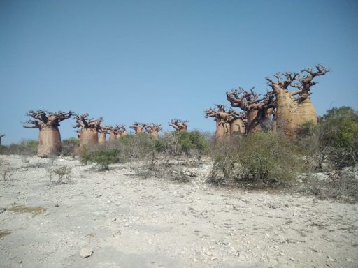 Groupe de baobabs majestueux sur un sol aride sous un ciel bleu clair.