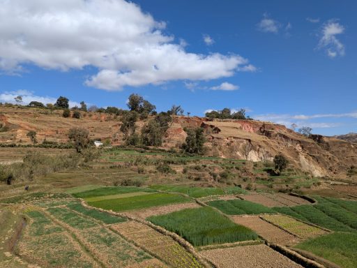 Vue de champs verts et bruns en terrasses sous un ciel bleu avec quelques nuages.